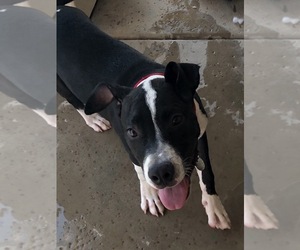American Pit Bull Terrier-Unknown Mix Puppy for sale in PHOENIX, AZ, USA