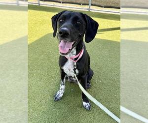 German Shorthaired Pointer-Unknown Mix Dogs for adoption in Naples, FL, USA