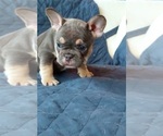 Small Photo #49 French Bulldog Puppy For Sale in MANHATTAN, NY, USA