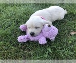 Small English Cream Golden Retriever