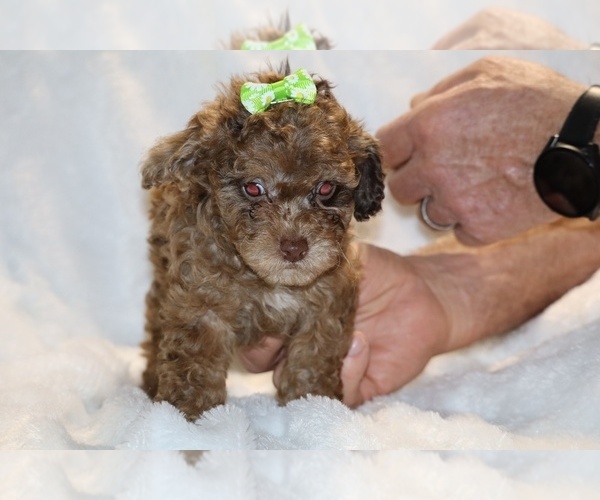 Medium Photo #3 Poodle (Toy) Puppy For Sale in DYERSBURG, TN, USA