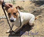 Small #2 American Staffordshire Terrier-Feist Terrier Mix