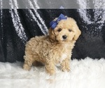 Small #3 Maltipoo