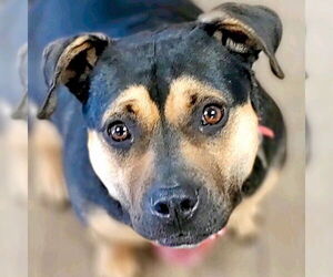 Molly - Female Mutt Dog for Adoption - Photo #12