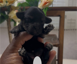 Small #1 YorkiePoo