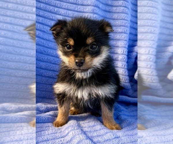 Medium Photo #3 Yorkshire Terrier Puppy For Sale in FAIR HAVEN, MI, USA