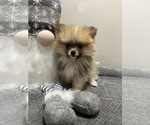 Small Photo #1 Pomeranian Puppy For Sale in BEECH GROVE, IN, USA