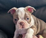 Puppy Tan Boston Terrier