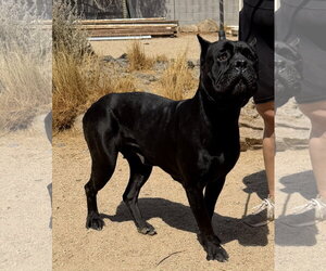 Mutt Dogs for adoption in Goodyear, AZ, USA