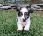 Puppy DUNE Bernedoodle-Bernese Mountain Dog Mix