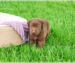 Small #13 Labrador Retriever