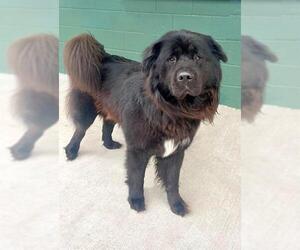 Chow Chow-Unknown Mix Dogs for adoption in Naples, FL, USA