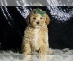 Small #3 Maltipoo