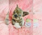Small #18 French Bulldog