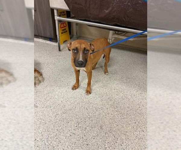 Medium Photo #1 American Pit Bull Terrier-Unknown Mix Puppy For Sale in Conroe, TX, USA