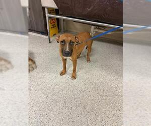 American Pit Bull Terrier-Unknown Mix Dogs for adoption in Conroe, TX, USA