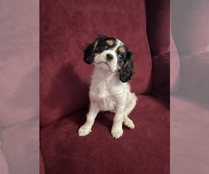Cavalier King Charles Spaniel Puppy for sale in SAINTE GENEVIEVE, MO, USA