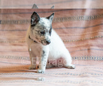 Small Photo #3 Cowboy Corgi Puppy For Sale in HOPKINSVILLE, KY, USA