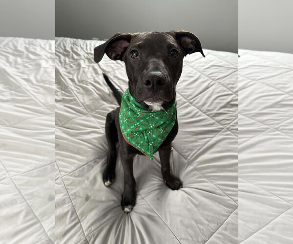 Medium Photo #8 American Pit Bull Terrier-Unknown Mix Puppy For Sale in Minneapolis, MN, USA