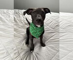 Small #7 American Pit Bull Terrier Mix