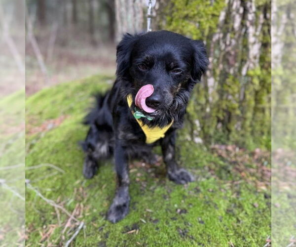 Medium Photo #2 Chihuahua-Colonial Cocker Spaniel Mix Puppy For Sale in Milwaukie, OR, USA