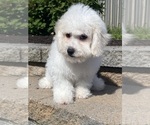 Small #3 Bichon Frise