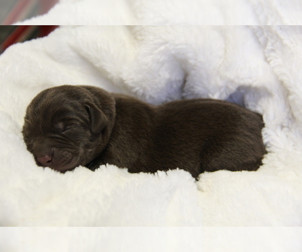 Medium Photo #9 Labrador Retriever Puppy For Sale in HYDE PARK, VT, USA