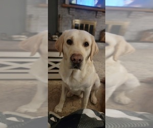 Father of the Labrador Retriever puppies born on 03/11/2026