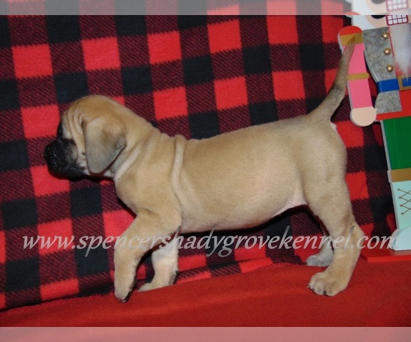 Medium Photo #6 Mastiff Puppy For Sale in CABOOL, MO, USA
