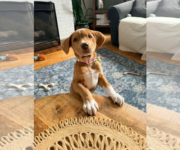 Medium Photo #1 Catahoula Leopard Dog-Unknown Mix Puppy For Sale in New London, WI, USA