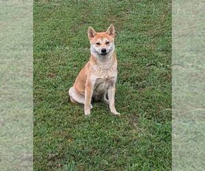 Mother of the Shiba Inu puppies born on 08/19/2025