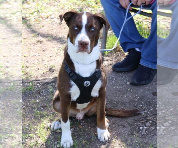 Medium Photo #1 Australian Shepherd-Unknown Mix Puppy For Sale in Bandera, TX, USA