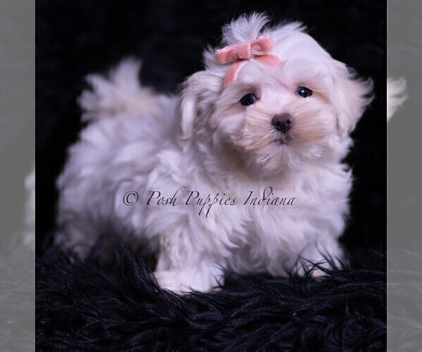 Medium Photo #27 Maltese Puppy For Sale in WARSAW, IN, USA