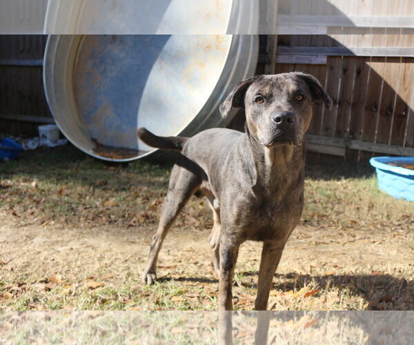 Medium Photo #4 Catahoula Leopard Dog-Unknown Mix Puppy For Sale in Jackson, MS, USA