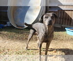 Small #3 Catahoula Leopard Dog Mix