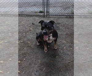 Mother of the American Bully puppies born on 01/28/2026