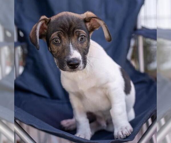 Medium Photo #15 Jack Russell Terrier-Unknown Mix Puppy For Sale in San Diego, CA, USA