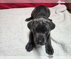 Cane Corso Puppy for sale in EAST HAMPTON, CT, USA
