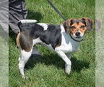 Small #1 Beagle Mix
