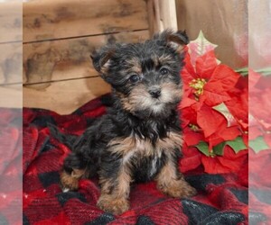 Yorkshire Terrier-Zuchon Mix Puppy for sale in THORP, WI, USA