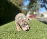 Small #6 English Bulldog