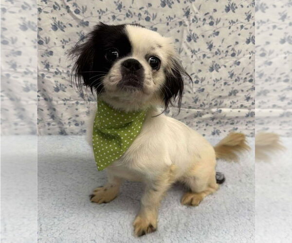Medium Photo #1 Japanese Chin-Unknown Mix Puppy For Sale in Lakewood, CO, USA