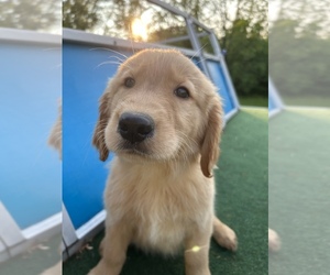 Golden Retriever Puppy for sale in PLEASANT PLAIN, OH, USA