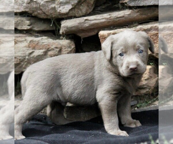 Medium Photo #2 Labrador Retriever Puppy For Sale in DANVILLE, PA, USA