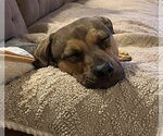 Small #3 Mutt