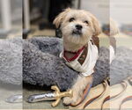 Small Photo #3 Mutt Puppy For Sale in Philadelphia, PA, USA