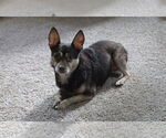 Small Chihuahua Mix