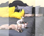 Small #6 Chihuahua