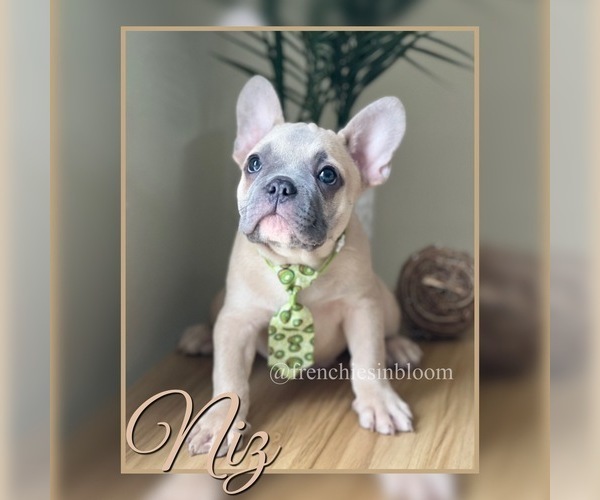 Medium Photo #1 French Bulldog Puppy For Sale in PALM BAY, FL, USA