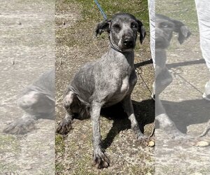 Irish Wolfhound Dogs for adoption in Calverton, NY, USA